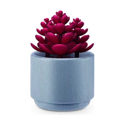 Echeveria roja