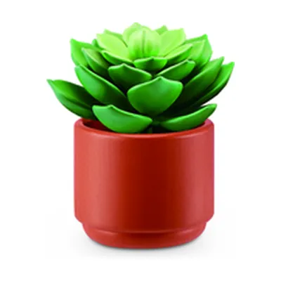 Echeveria
