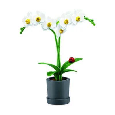 Orquídeas blancas